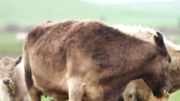 Close Van Stieren Koeien Kalveren Die Grazen Gras Een Weiland — Stockvideo