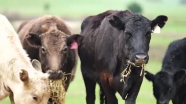 Avustralya 'da bir tarlada otlayan damızlık sığır, inek ve buzağılara yakın bir yerde. Sürü türleri arasında benekli park, Murray Grey, Angus, Brangus ve Wagyu bahar ve yaz aylarında uzun otlaklarda bulunur..