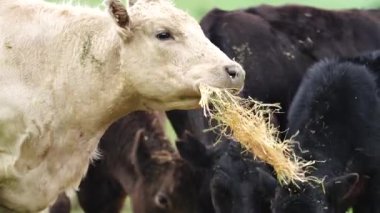 Avustralya 'da bir tarlada otlayan damızlık sığır, inek ve buzağılara yakın bir yerde. Sürü türleri arasında benekli park, Murray Grey, Angus, Brangus ve Wagyu bahar ve yaz aylarında uzun otlaklarda bulunur..