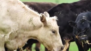 Avustralya 'da bir tarlada otlayan damızlık sığır, inek ve buzağılara yakın bir yerde. Sürü türleri arasında benekli park, Murray Grey, Angus, Brangus ve Wagyu bahar ve yaz aylarında uzun otlaklarda bulunur..