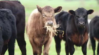 Avustralya 'da bir tarlada otlayan damızlık sığır, inek ve buzağılara yakın bir yerde. Sürü türleri arasında benekli park, Murray Grey, Angus, Brangus ve Wagyu bahar ve yaz aylarında uzun otlaklarda bulunur..