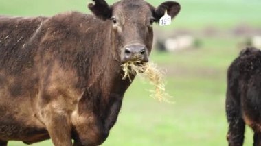 Avustralya 'da bir tarlada otlayan damızlık sığır, inek ve buzağılara yakın bir yerde. Sürü türleri arasında benekli park, Murray Grey, Angus, Brangus ve Wagyu bahar ve yaz aylarında uzun otlaklarda bulunur..