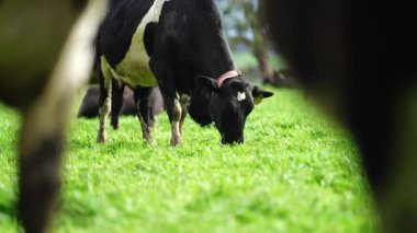 Avustralya 'da bir tarlada otlayan damızlık sığır, inek ve buzağılara yakın bir yerde. Sürü türleri arasında benekli park, Murray Grey, Angus, Brangus ve Wagyu bahar ve yaz aylarında uzun otlaklarda bulunur..