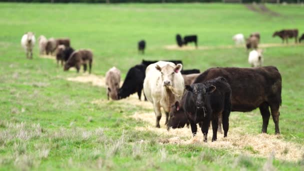 Close Touros Stud Beef Vacas Bezerros Pastando Grama Campo Austrália — Vídeo de Stock