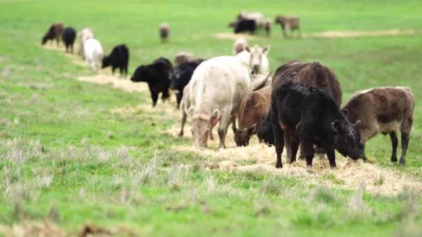 Detailní Záběr Býky Krávy Telata Pasoucí Trávě Poli Austrálii Plemena — Stock video
