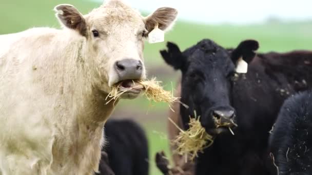 Close Stud Beef Bulls Cows Calves Grazing Grass Field Australia — Stock Video