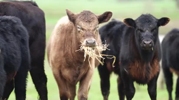 Κοντινό Πλάνο Του Stud Beef Ταύρους Αγελάδες Και Μοσχάρια Βόσκησης — Αρχείο Βίντεο