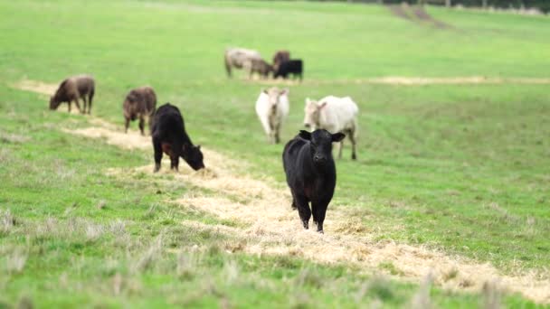 Close Touros Stud Beef Vacas Bezerros Pastando Grama Campo Austrália — Vídeo de Stock