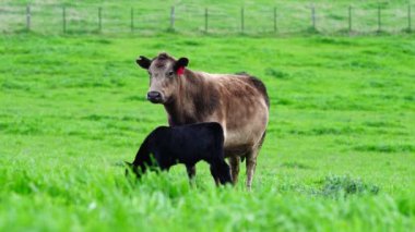 Avustralya 'da bir tarlada otlayan damızlık sığır, inek ve buzağılara yakın bir yerde. Sürü türleri arasında benekli park, Murray Grey, Angus, Brangus ve Wagyu bahar ve yaz aylarında uzun otlaklarda bulunur..