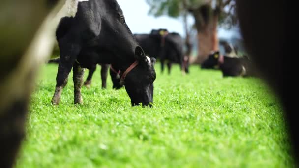 牛や牛 子牛が畑の芝生で放牧されています 牛の品種には 春と夏の長い牧草地にある特定の公園 マレーグレー アンガス ブランガス 和牛などがあります — ストック動画