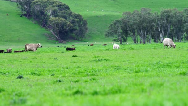 Κοντινό Πλάνο Του Stud Beef Ταύρους Αγελάδες Και Μοσχάρια Βόσκησης — Αρχείο Βίντεο