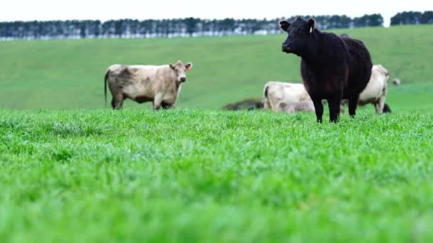 Close Stud Beef Bulls Cows Calves Grazing Grass Field Australia — Stock Video