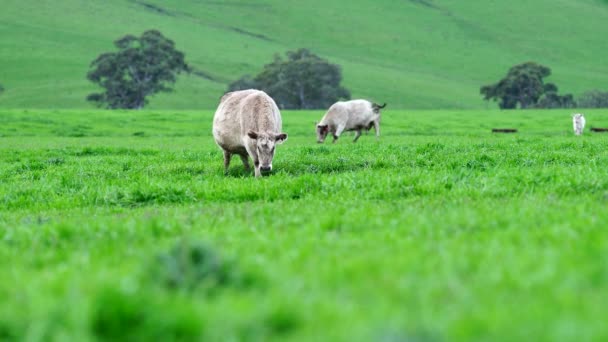 Detailní Záběr Býky Krávy Telata Pasoucí Trávě Poli Austrálii Plemena — Stock video