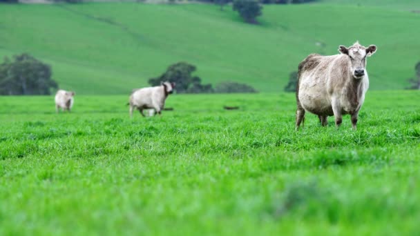 Close Touros Stud Beef Vacas Bezerros Pastando Grama Campo Austrália — Vídeo de Stock