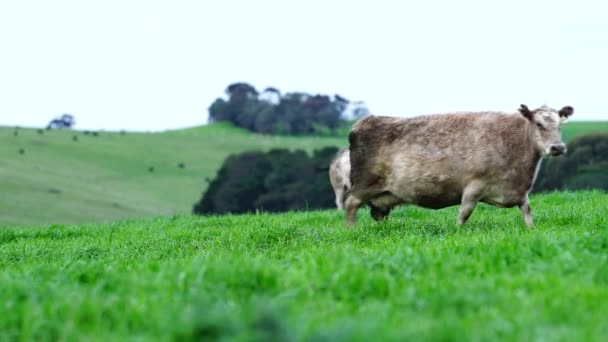 Згорніть Биків Кашалота Корів Телят Пасуться Траві Полі Австралії Роди — стокове відео