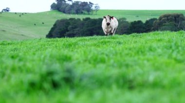 Avustralya 'da bir tarlada otlayan damızlık sığır, inek ve buzağılara yakın bir yerde. Sürü türleri arasında benekli park, Murray Grey, Angus, Brangus ve Wagyu bahar ve yaz aylarında uzun otlaklarda bulunur..
