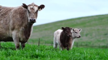 Avustralya 'da bir tarlada otlayan damızlık sığır, inek ve buzağılara yakın bir yerde. Sürü türleri arasında benekli park, Murray Grey, Angus, Brangus ve Wagyu bahar ve yaz aylarında uzun otlaklarda bulunur..