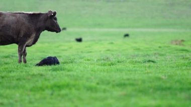 Avustralya 'da bir tarlada otlayan damızlık sığır, inek ve buzağılara yakın bir yerde. Sürü türleri arasında benekli park, Murray Grey, Angus, Brangus ve Wagyu bahar ve yaz aylarında uzun otlaklarda bulunur..