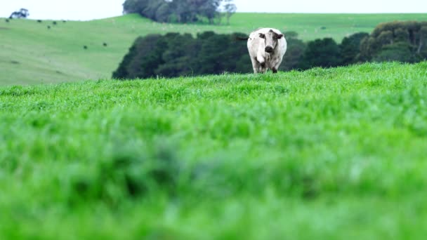 Großaufnahme Von Stud Beef Bullen Kühen Und Kälbern Die Auf — Stockvideo