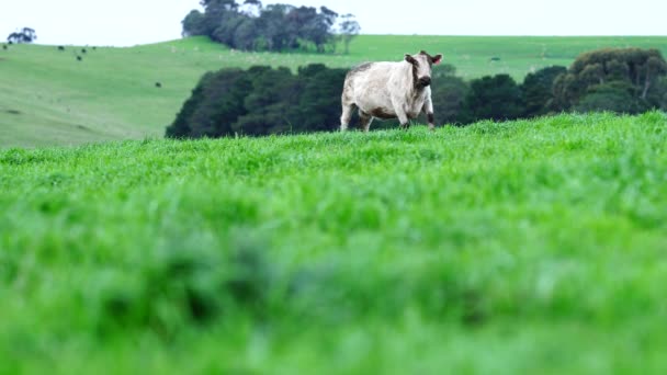 Primer Plano Los Toros Stud Beef Vacas Terneros Pastando Hierba — Vídeos de Stock