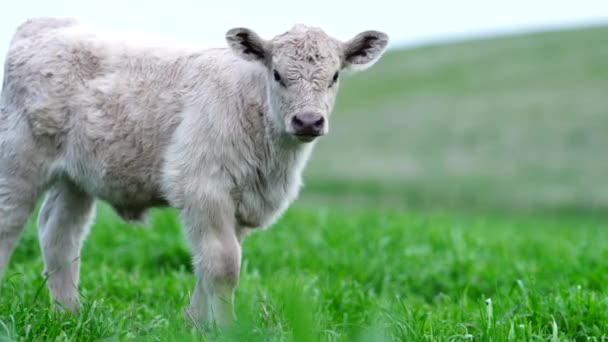 Close Van Stieren Koeien Kalveren Die Grazen Gras Een Weiland — Stockvideo