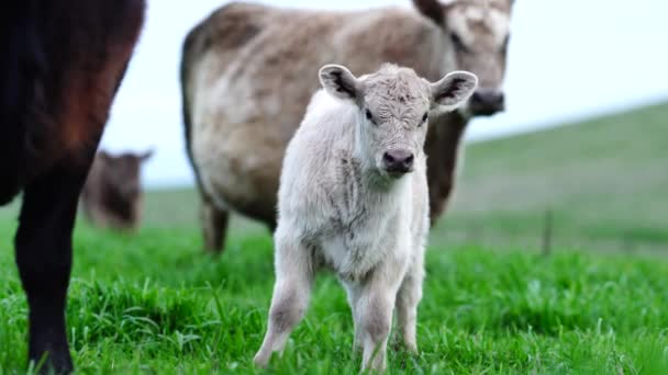 Close Touros Stud Beef Vacas Bezerros Pastando Grama Campo Austrália — Vídeo de Stock