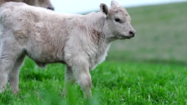 Close Van Stieren Koeien Kalveren Die Grazen Gras Een Weiland — Stockvideo