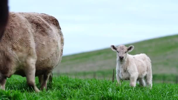 Close Van Stieren Koeien Kalveren Die Grazen Gras Een Weiland — Stockvideo