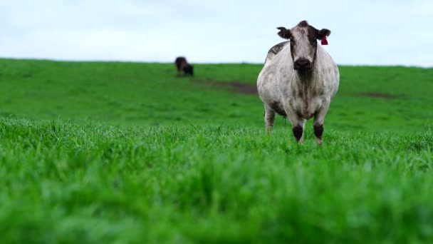 Крупный План Стад Говядины Быков Коров Телят Пасущихся Траве Поле — стоковое видео