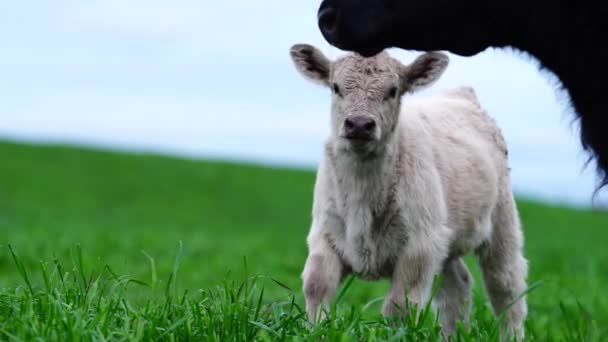 Close Van Stieren Koeien Kalveren Die Grazen Gras Een Weiland — Stockvideo