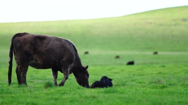 Close Touros Stud Beef Vacas Bezerros Pastando Grama Campo Austrália — Vídeo de Stock