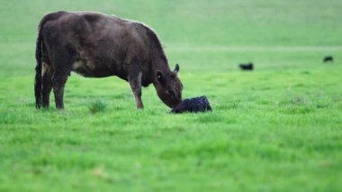 Avustralya 'da bir tarlada otlayan damızlık sığır, inek ve buzağılara yakın bir yerde. Sürü türleri arasında benekli park, Murray Grey, Angus, Brangus ve Wagyu bahar ve yaz aylarında uzun otlaklarda bulunur..