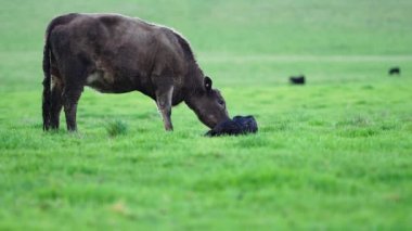 Avustralya 'da bir tarlada otlayan damızlık sığır, inek ve buzağılara yakın bir yerde. Sürü türleri arasında benekli park, Murray Grey, Angus, Brangus ve Wagyu bahar ve yaz aylarında uzun otlaklarda bulunur..