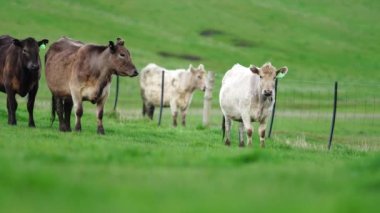 Avustralya 'da bir tarlada otlayan damızlık sığır, inek ve buzağılara yakın bir yerde. Sürü türleri arasında benekli park, Murray Grey, Angus, Brangus ve Wagyu bahar ve yaz aylarında uzun otlaklarda bulunur..