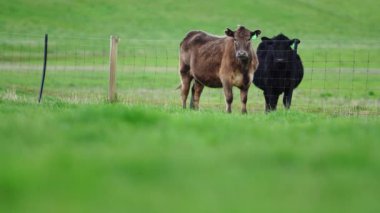 Avustralya 'da bir tarlada otlayan damızlık sığır, inek ve buzağılara yakın bir yerde. Sürü türleri arasında benekli park, Murray Grey, Angus, Brangus ve Wagyu bahar ve yaz aylarında uzun otlaklarda bulunur..