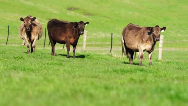 Close Touros Stud Beef Vacas Bezerros Pastando Grama Campo Austrália — Vídeo de Stock