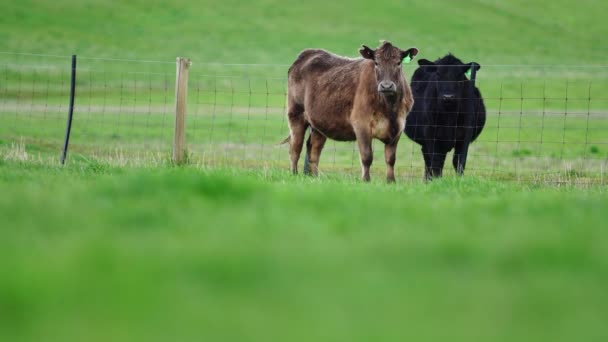 Großaufnahme Von Stud Beef Bullen Kühen Und Kälbern Die Auf — Stockvideo
