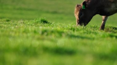 Aygır Angus, wagyu, Murray Grey, Süt ve sığır İnekleri ve bir tarlada otlayan boğalar. Avustralya 'da bir tarım çiftliğinde yetiştirilen hayvanlar organik ve serbest..