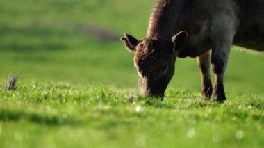 Aygır Angus, wagyu, Murray Grey, Süt ve sığır İnekleri ve bir tarlada otlayan boğalar. Avustralya 'da bir tarım çiftliğinde yetiştirilen hayvanlar organik ve serbest..