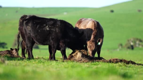 Stud Angus Wagyu Murray Grey Dairy Beef Koeien Stieren Grazen — Stockvideo