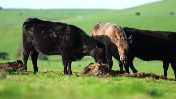 Stud Angus Wagyu Murray Grey Dairy Beef Cows Bulls Merumput — Stok Video