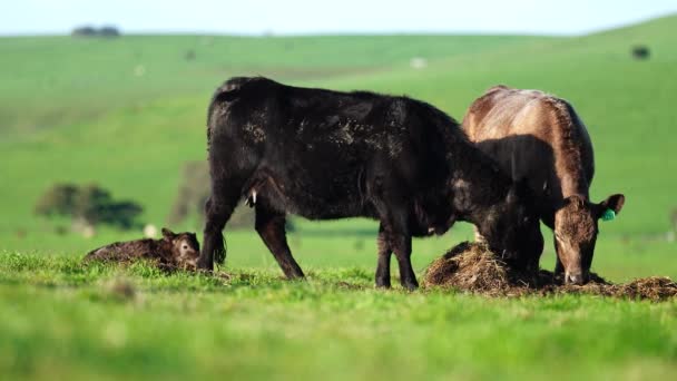 Stud Angus Wagyu Murray Grey Lácteos Carne Vacuno Vacas Toros — Vídeos de Stock