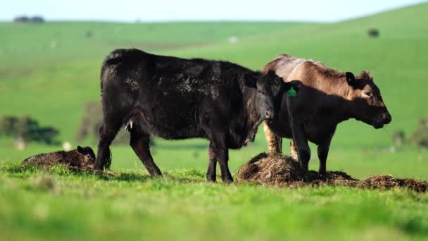 Stud Angus Wagyu Murray Grey Lácteos Carne Vacuno Vacas Toros — Vídeos de Stock