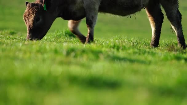 Stud Angus Wagyu Murray Grey Vacche Latte Manzo Tori Pascolo — Video Stock