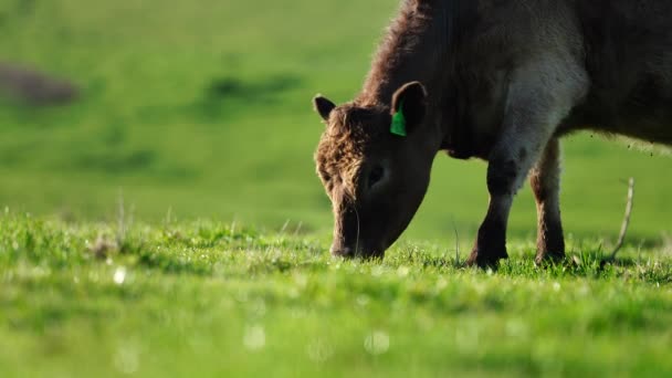 Stud Angus Wagyu Murray Cinza Laticínios Vaca Vacas Touros Pastando — Vídeo de Stock