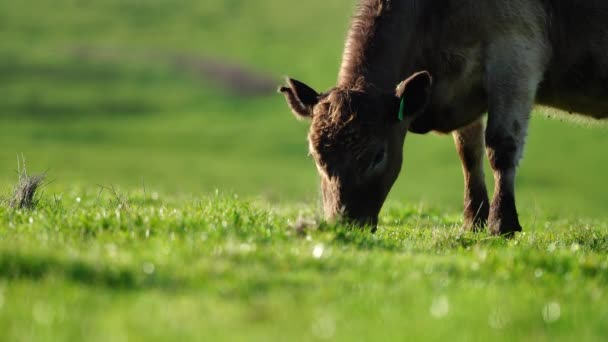 Stud Angus Wagyu Murray Grey Γαλακτοκομικά Και Βοοειδή Αγελάδες Και — Αρχείο Βίντεο