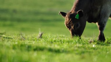 Aygır Angus, wagyu, Murray Grey, Süt ve sığır İnekleri ve bir tarlada otlayan boğalar. Avustralya 'da bir tarım çiftliğinde yetiştirilen hayvanlar organik ve serbest..