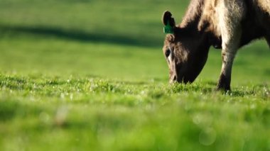 Aygır Angus, wagyu, Murray Grey, Süt ve sığır İnekleri ve bir tarlada otlayan boğalar. Avustralya 'da bir tarım çiftliğinde yetiştirilen hayvanlar organik ve serbest..