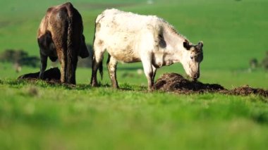 Aygır Angus, wagyu, Murray Grey, Süt ve sığır İnekleri ve bir tarlada otlayan boğalar. Avustralya 'da bir tarım çiftliğinde yetiştirilen hayvanlar organik ve serbest..