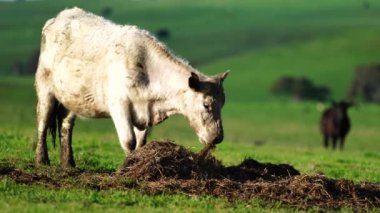 Aygır Angus, wagyu, Murray Grey, Süt ve sığır İnekleri ve bir tarlada otlayan boğalar. Avustralya 'da bir tarım çiftliğinde yetiştirilen hayvanlar organik ve serbest..